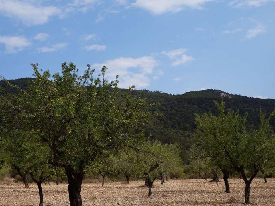 Tomt i Yecla, Murcia - bilde 2