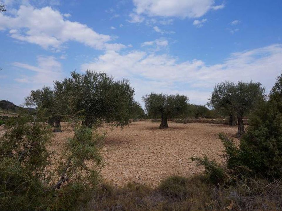 Tomt i Yecla, Murcia - bilde 3