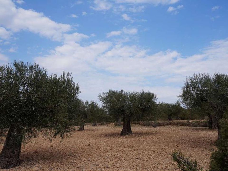 Tomt i Yecla, Murcia - bilde 4
