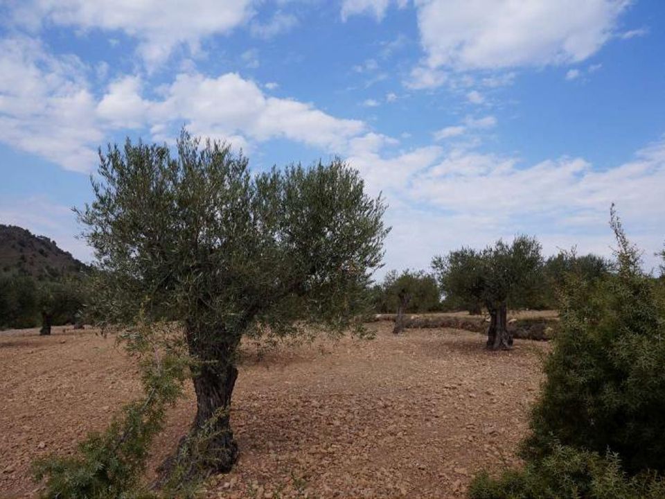 Tomt i Yecla, Murcia - bilde 5