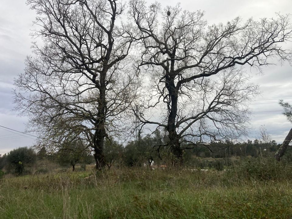 Helårsgrund i Condeixa-a-Nova, Coimbra - foto 3