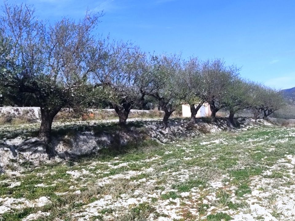 Tomt i Planes, Alicante - bilde 5