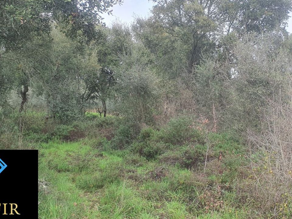 Helårsgrund i Tomar, Santarem - foto 1