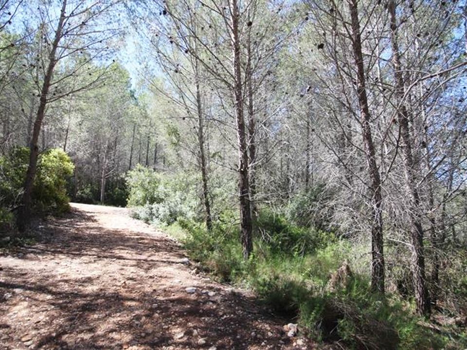 Helårsgrund i Jalon, Alicante - foto 4