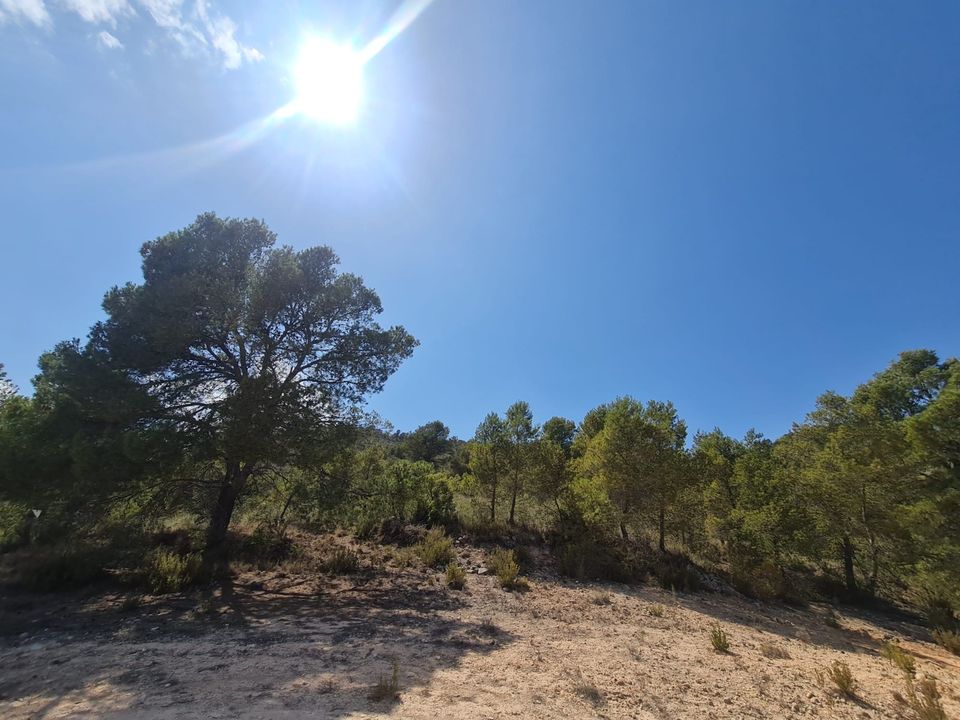 Helårsgrund i Yecla, Murcia - foto 4