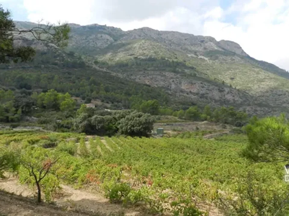 Helårsgrund i Jalon, Alicante - foto 5