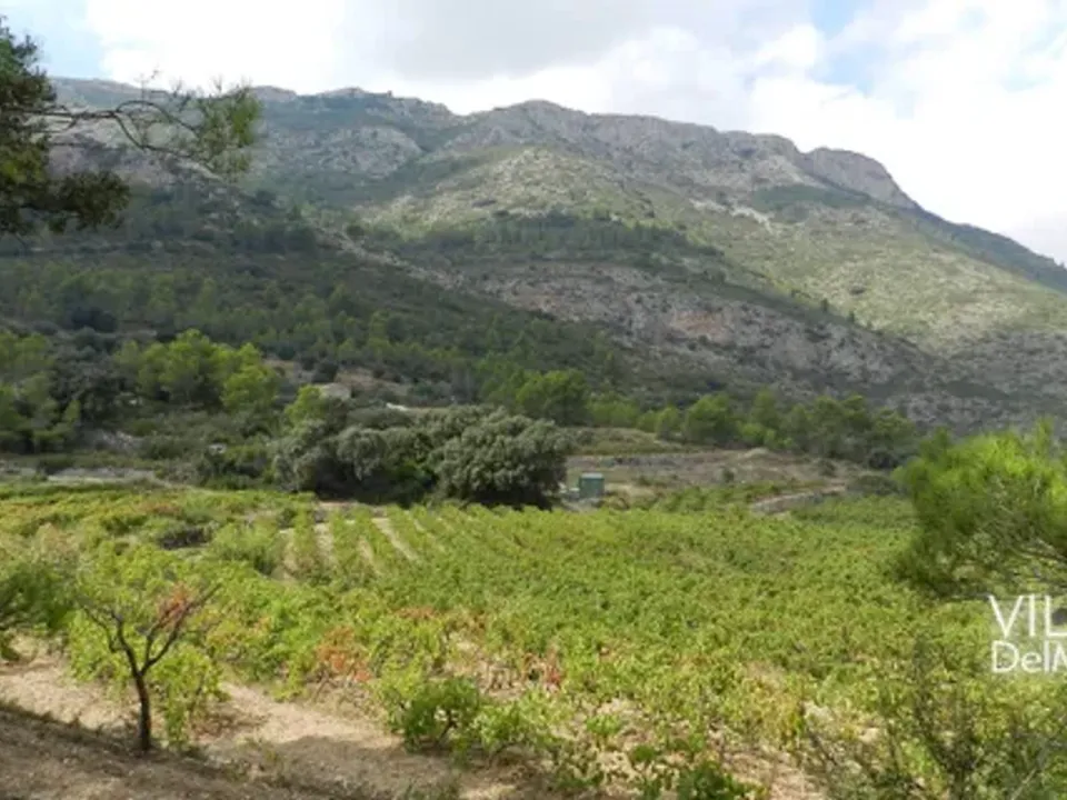 Helårsgrund i Jalon, Alicante - foto 3