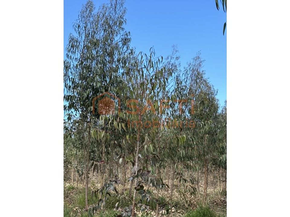 Helårsgrund i Rio Maior, Santarem - foto 2