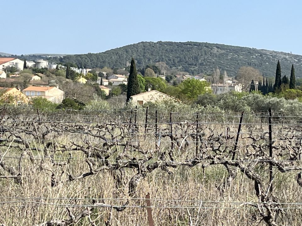 Land in Popian, Herault - photo 2