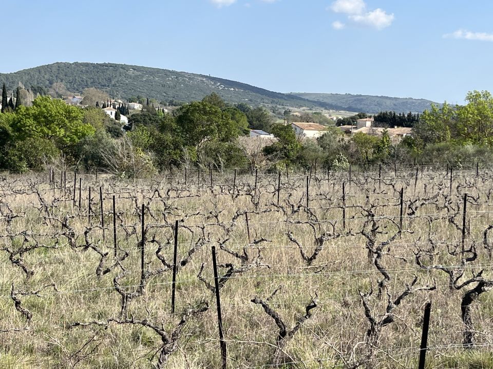 Land in Popian, Herault - photo 3