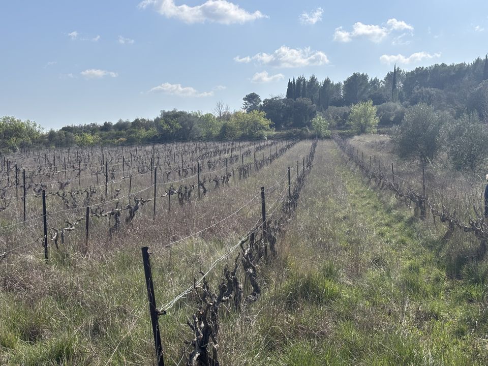 Land in Popian, Herault - photo 4