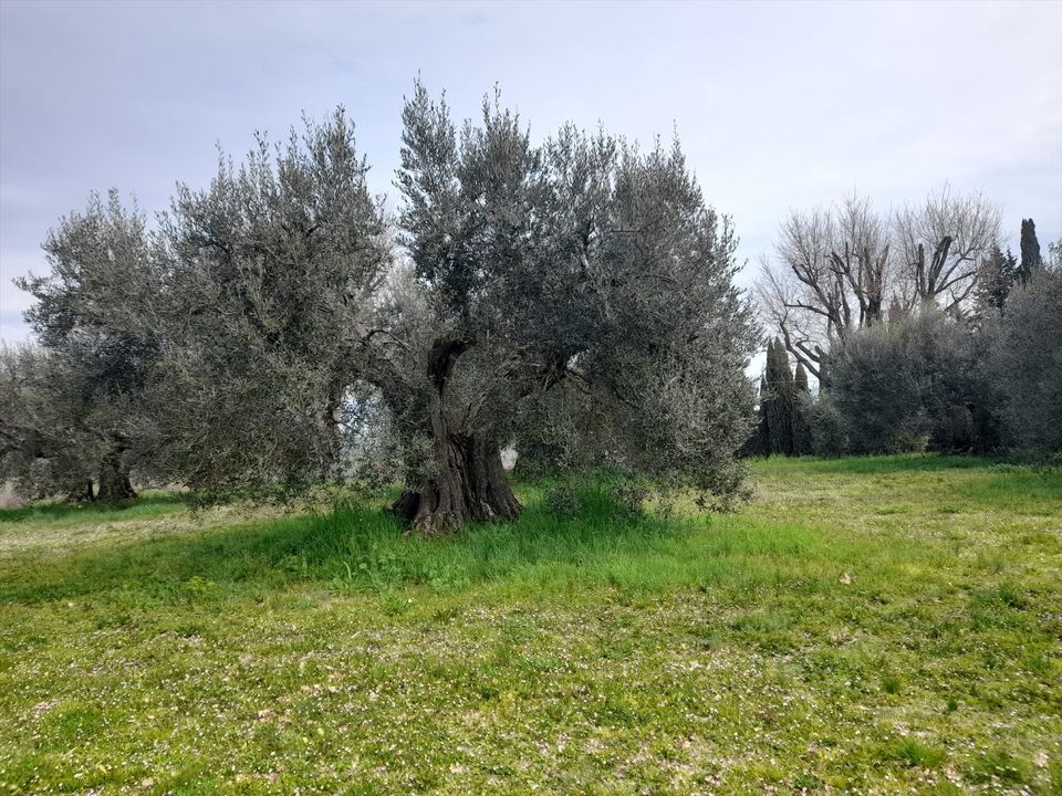 Helårsgrund i Castiglione del Lago, Perugia - foto 1