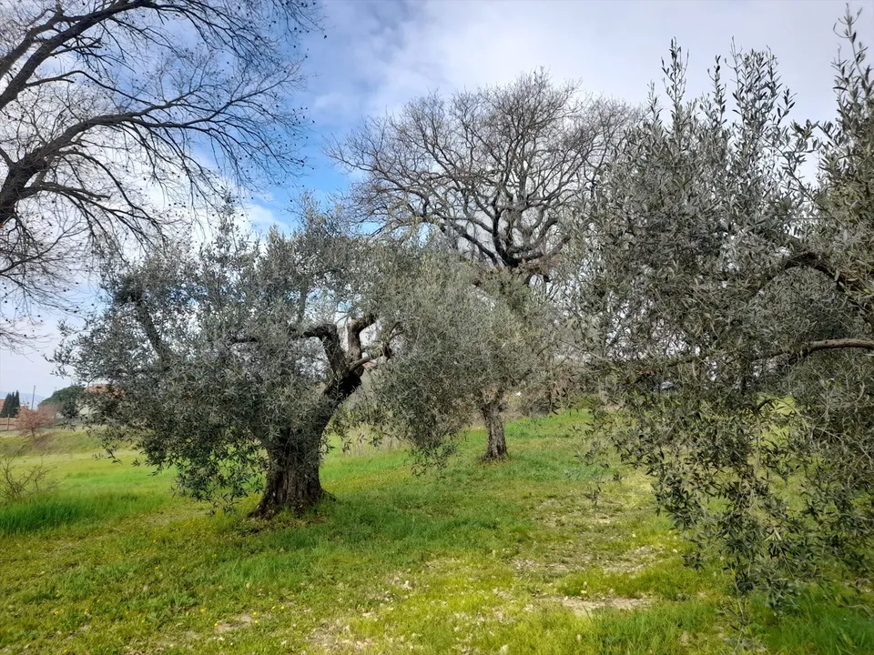 Helårsgrund i Castiglione del Lago, Perugia - foto 2