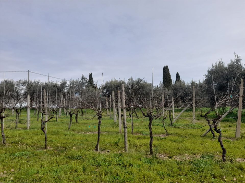 Helårsgrund i Castiglione del Lago, Perugia - foto 4