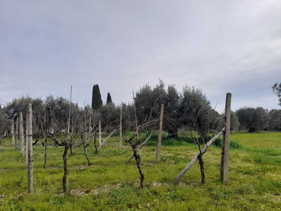 Helårsgrund i Castiglione del Lago, Perugia - foto 5