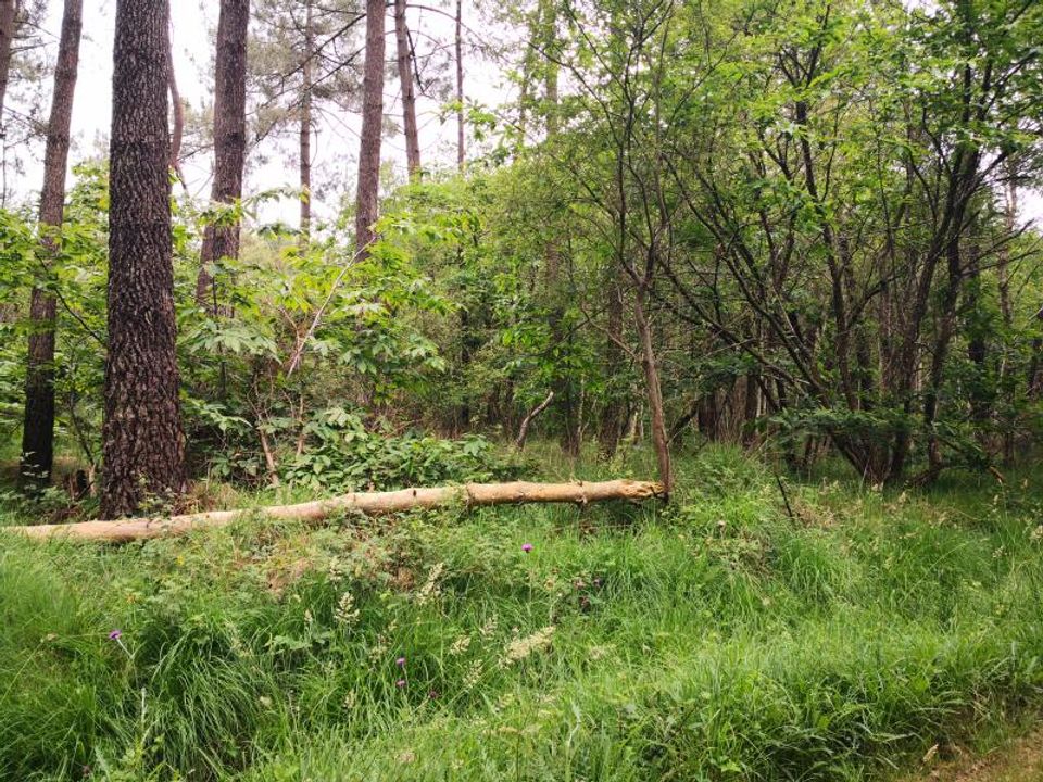 Helårsgrund i Ferel, Morbihan - foto 3