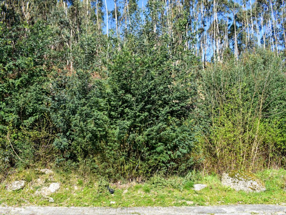 Helårsgrund i Vieira do Minho, Braga - foto 3