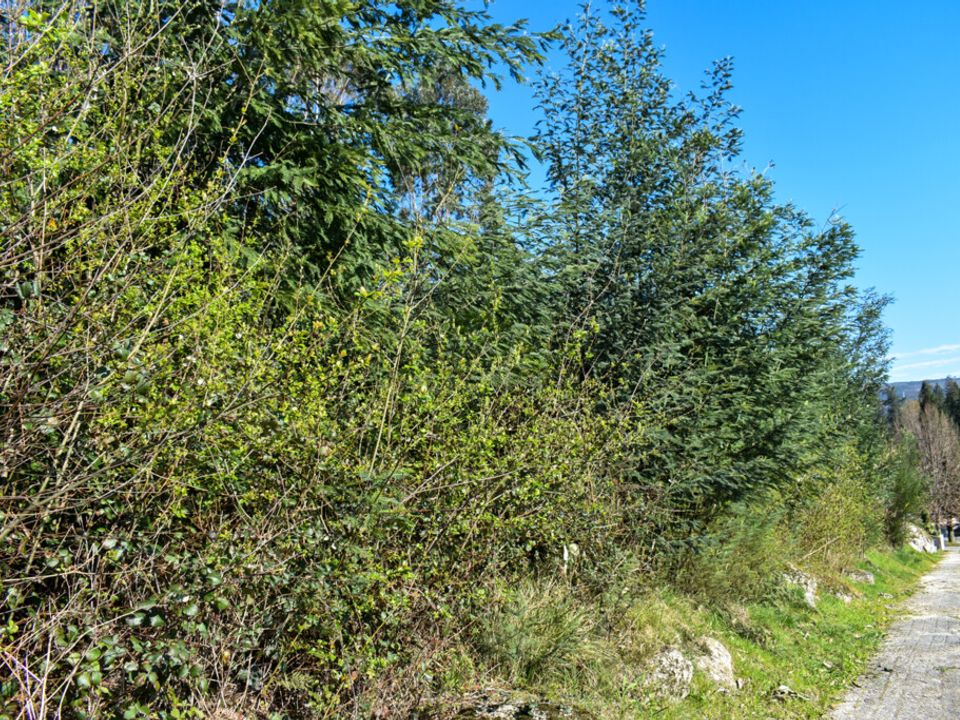 Helårsgrund i Vieira do Minho, Braga - foto 3