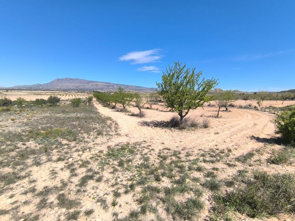 Tomt i Jumilla, Murcia - bilde 2
