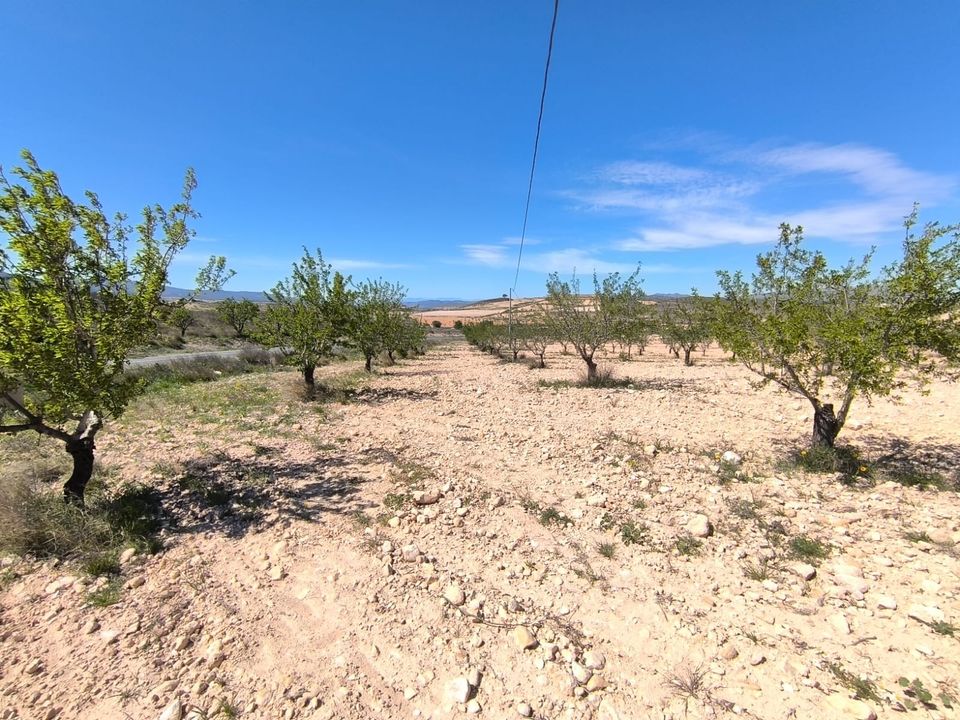 Terreno en Jumilla, Murcia - foto 1