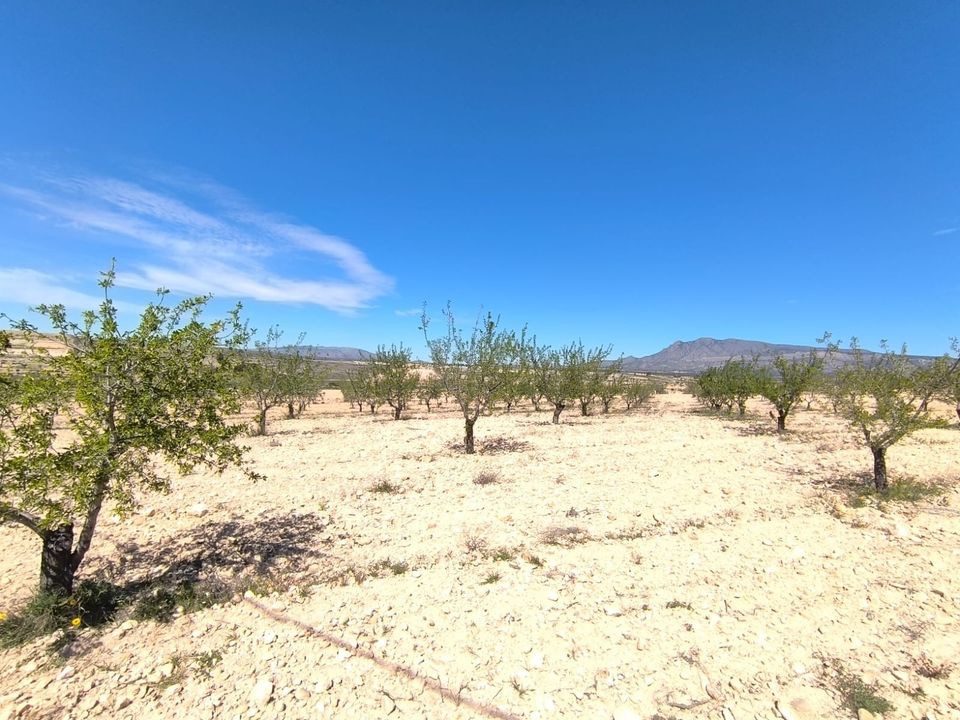 Terreno en Jumilla, Murcia - foto 2