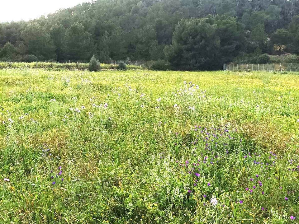 Terreno en Sant Joan de Labritja, Ibiza - foto 3