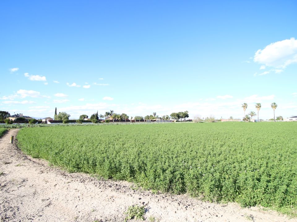 L'establiment comercial a Dolores, Alicante - foto 4
