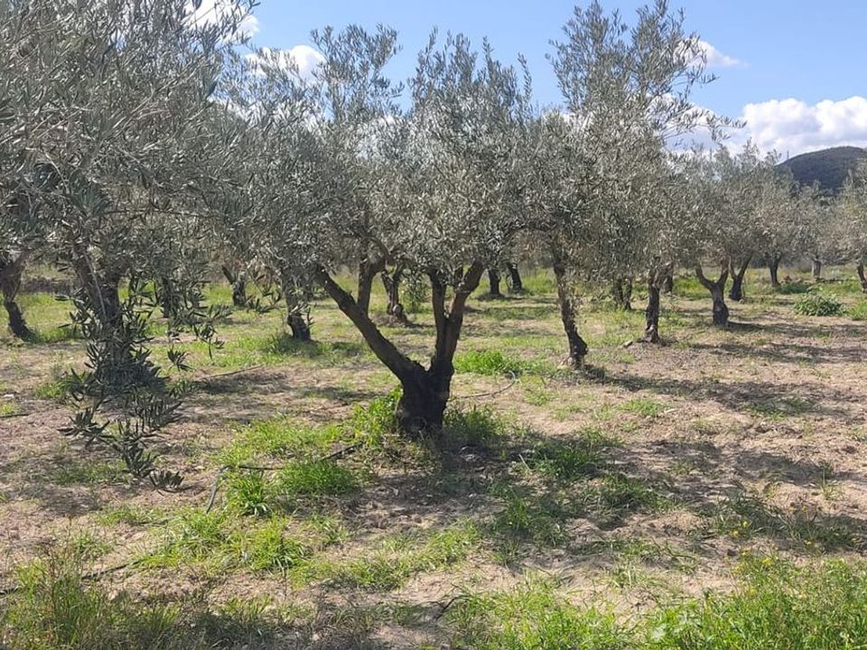 Helårsgrund i Sorbas, Almeria - foto 3