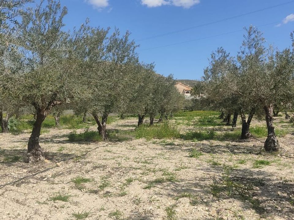Helårsgrund i Sorbas, Almeria - foto 4