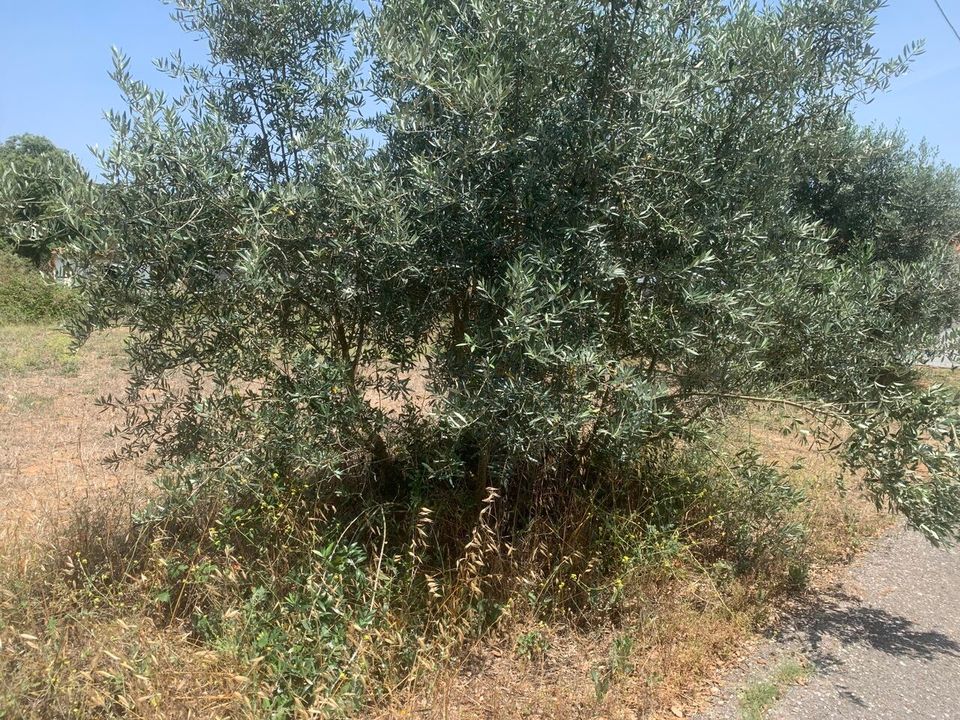 Helårsgrund i Rio Maior, Santarem - foto 5
