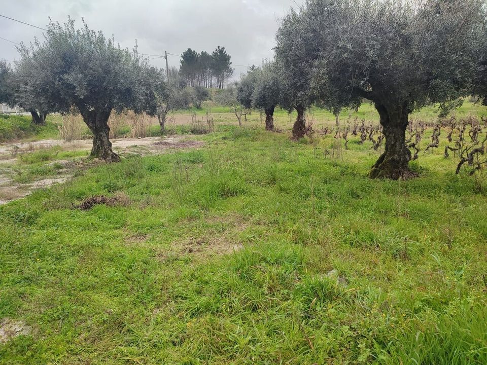 Helårsgrund i Ourem, Santarem - foto 4