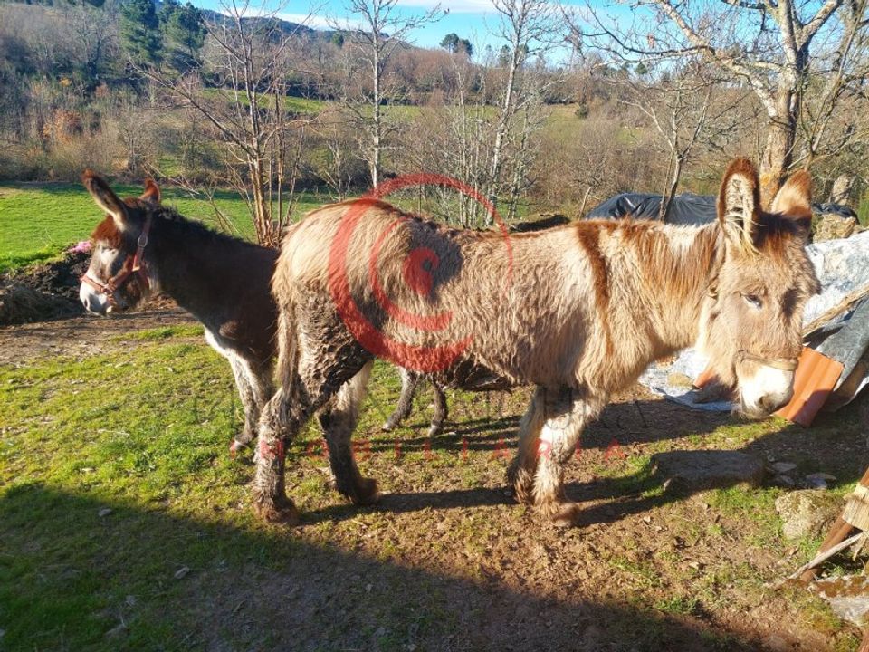 Helårsgrund i Vreia de Jales, Vila Real - foto 5