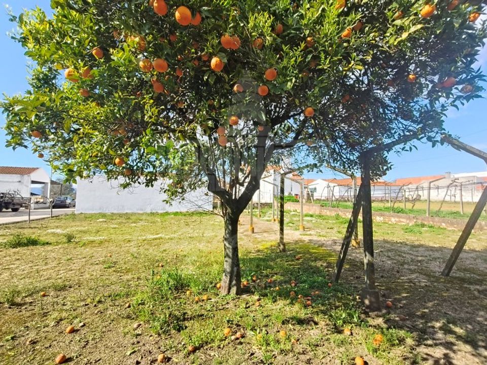 Farm i Riachos, Santarem - foto 4