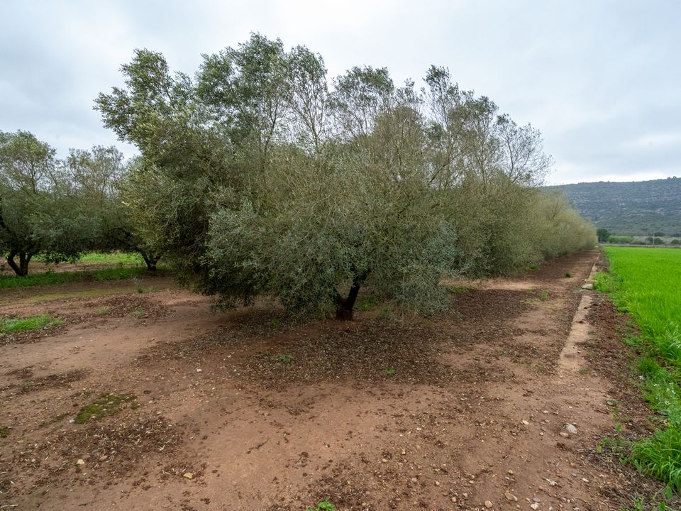 Finca i Ulldecona, Tarragona - bilde 3