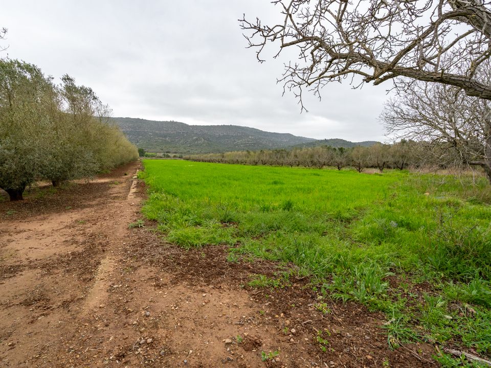 Finca i Ulldecona, Tarragona - bilde 4