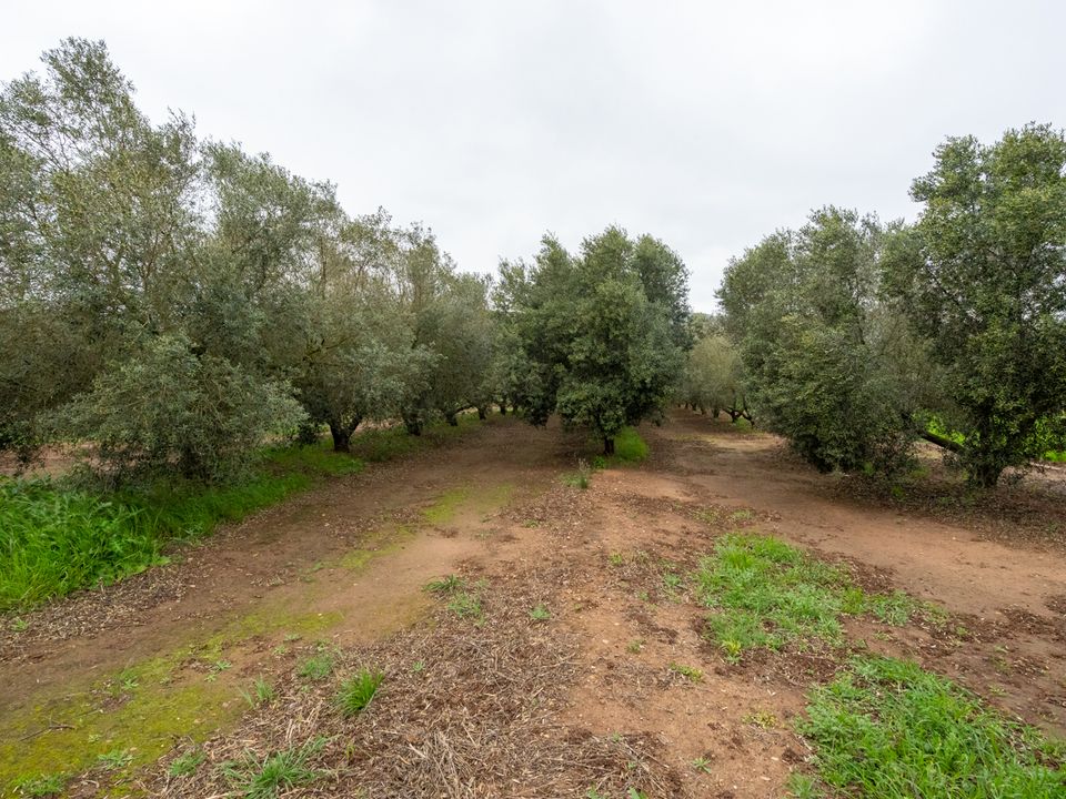 Finca i Ulldecona, Tarragona - bilde 5