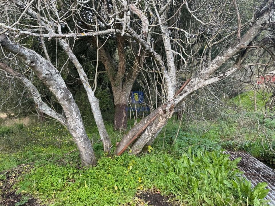 Helårsgrund i Rio Maior, Santarem - foto 2