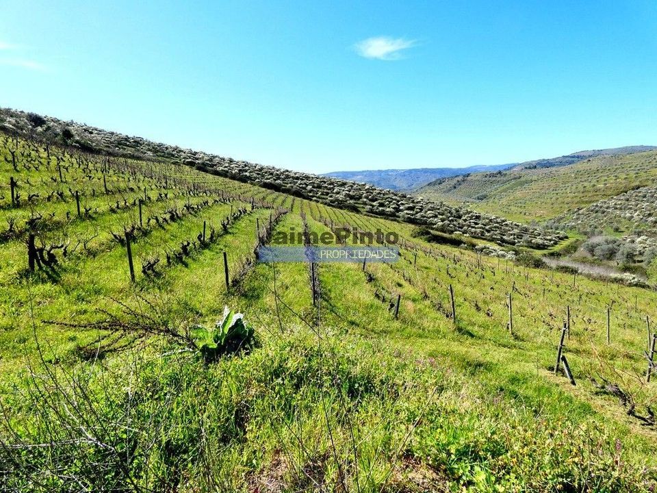 Helårsgrund i Vila Flor, Braganca - foto 2
