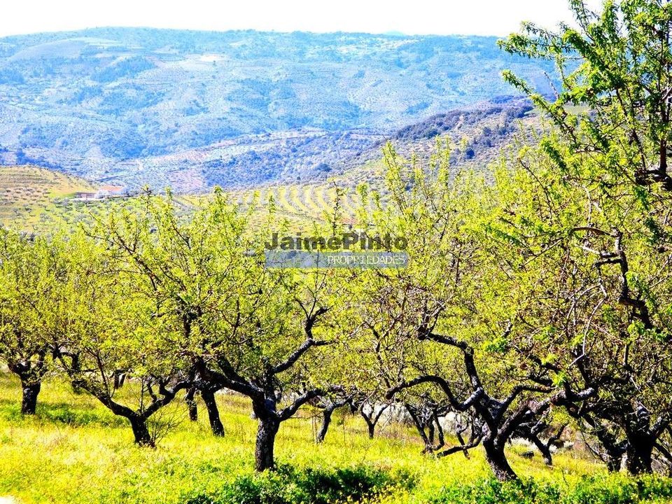 Helårsgrund i Vila Flor, Braganca - foto 3