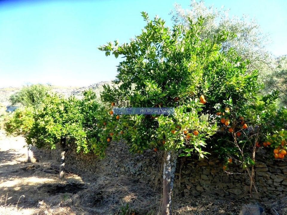 Helårsgrund i Figueira de Castelo Rodrigo, Guarda - foto 4