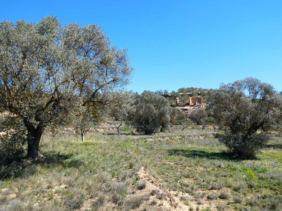 Finca i Fabara, Zaragoza - foto 4