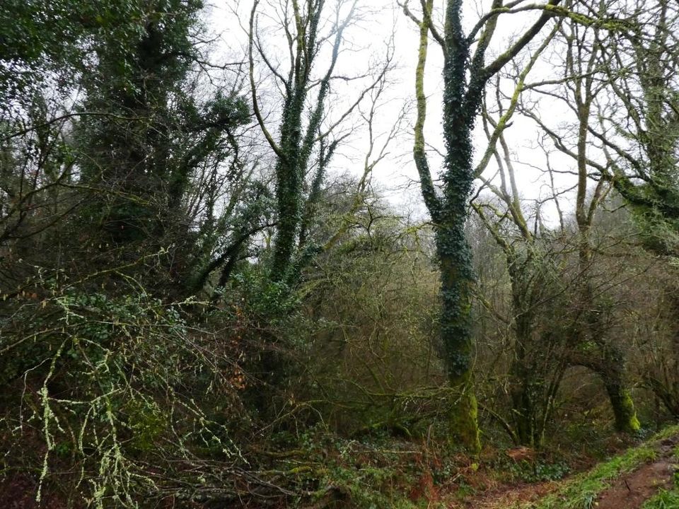 Helårsgrund i Saint-Tugdual, Morbihan - foto 3