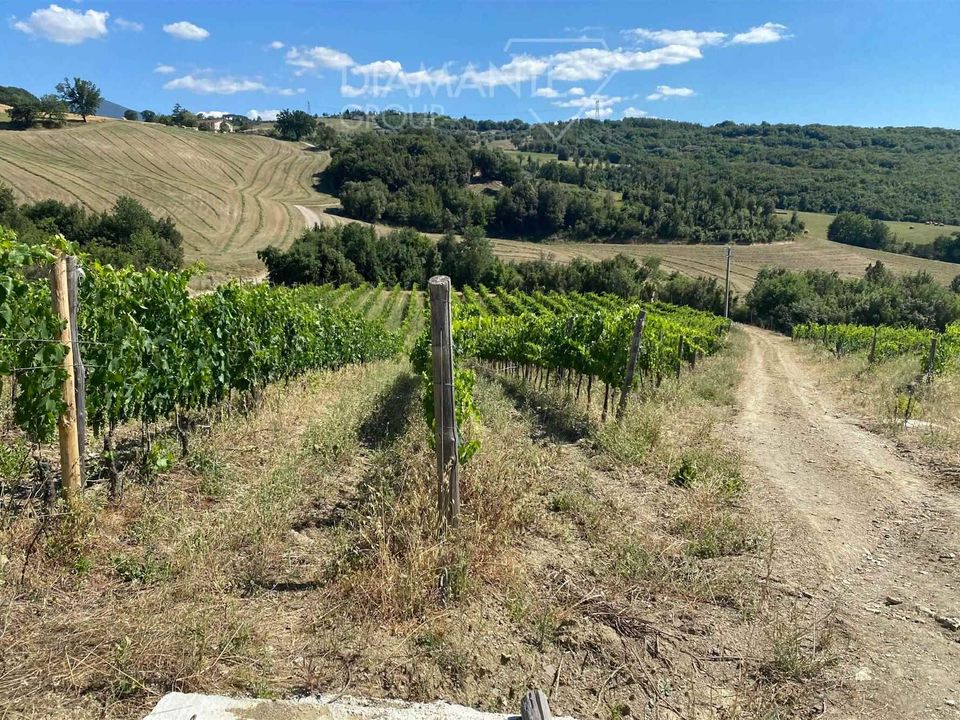 Farm i Seggiano, Grosseto - foto 4
