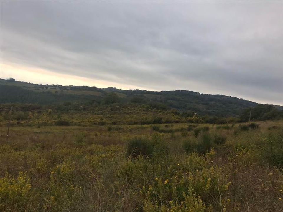 Farm i Scansano, Grosseto - foto 4