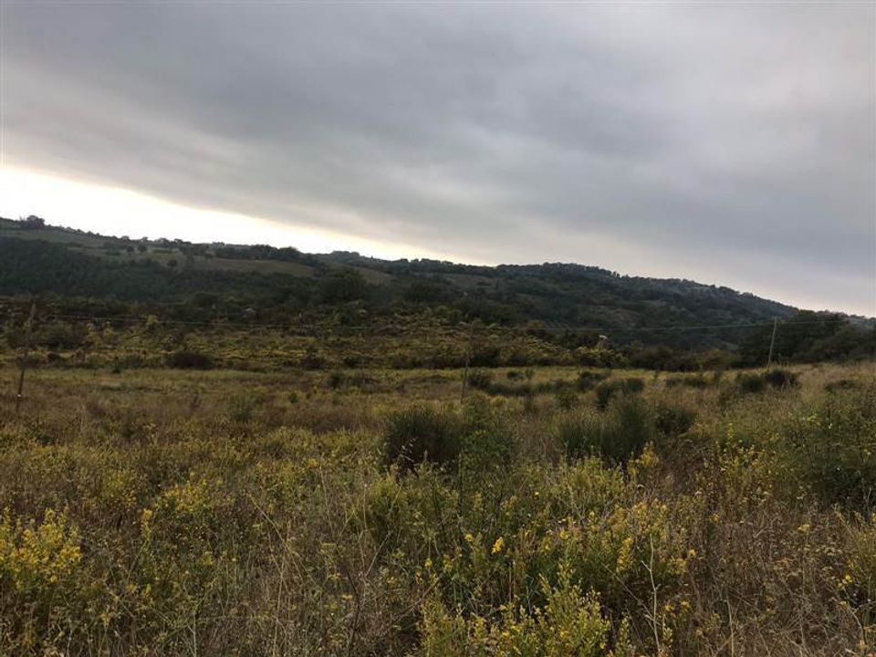 Farm i Scansano, Grosseto - foto 5