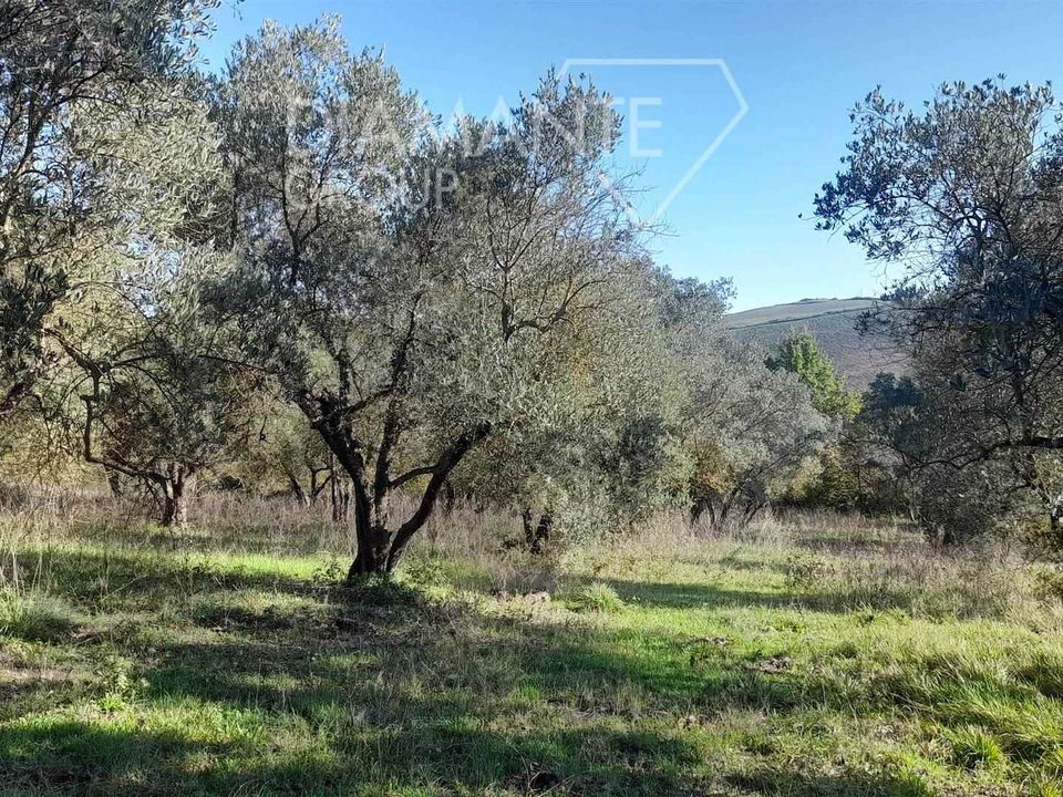 Tomt i Castiglione d'Orcia, Siena - bilde 3