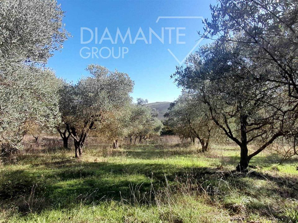 Tomt i Castiglione d'Orcia, Siena - bilde 5