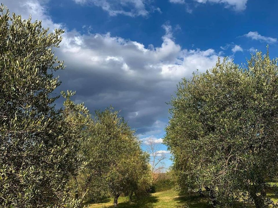 Farm i Castel del Piano, Grosseto - foto 4