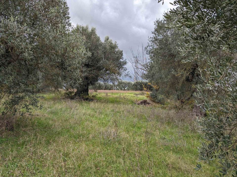 Helårsgrund i Castiglione del Lago, Perugia - foto 3