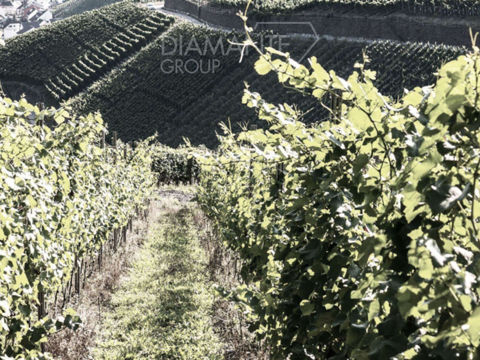 Farm i Manciano, Grosseto - foto 4